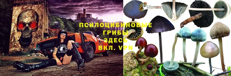 Галлюциногенные грибы Psilocybine cubensis  Петушки 